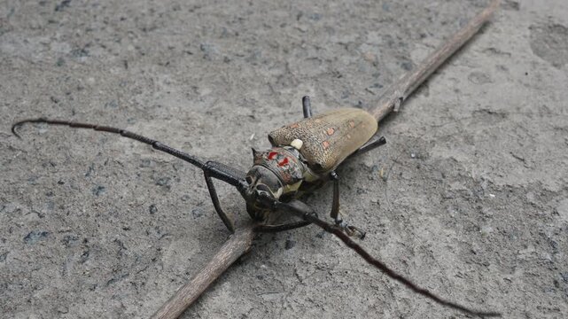 Batocera rufomaculataIt. It is a species of long horn&nbsp;beetle&nbsp;in the family&nbsp;Cerambycidae.
This insect makes holes in the stem of the plant, due to which the trees die. Batocera rubus beetle. 