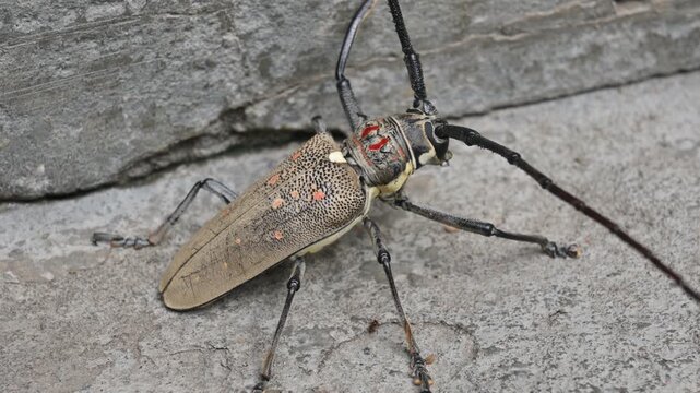 Batocera rufomaculataIt. It is a species of long horn&nbsp;beetle&nbsp;in the family&nbsp;Cerambycidae.
This insect makes holes in the stem of the plant, due to which the trees die. Batocera rubus beetle. 