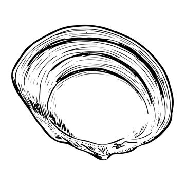 recommend clip art: Sea shell sketch hand drawn. Tellina tenuis elasmobranch mollusk. The bivalve shells of marine seashell. Souvenir from summer holiday on the beach. Vector graphics illustration.