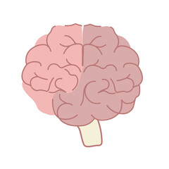Brain illustration