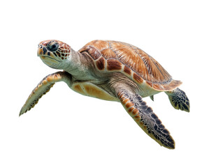 Green sea turtle isolated or hawksbill sea turtle swimming. Sea turtle animal illustration