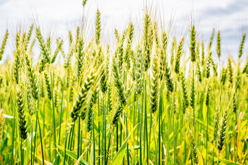 Close-up of ears of grain crop. Wheat field
