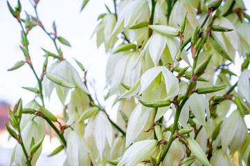 Yucca beauty. Powerful flower stalks. Flowering of hundreds of white bells.
