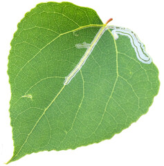 Green leaf with white caterpillar and trail
