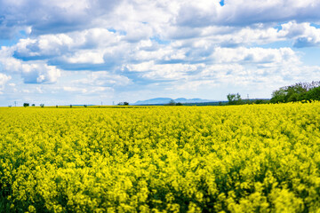 Obraz premium Spring patch with yellow flowering oilseed rape. Palava mountains in South Moravia in the distance on the horizon.