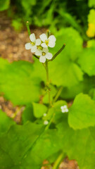 Alliaria petiolata or garlic mustard is a biennial flowering plant of the cruciferous family Brassicaceae. Close-up of a single white flower