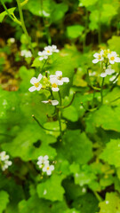 Alliaria petiolata, or garlic mustard, is a biennial flowering plant of the cruciferous family Brassicaceae. Close-up.