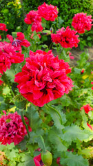 Papaver Paeoniflorum  Cottage Garden Flower.Large garden poppy of raspberry color.
