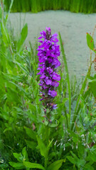 Prunella vulgaris.One beautiful lilac flower against a background of greenery.Wildflowers.Honey-bearing herbs.