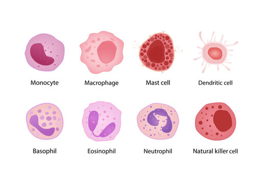 immune system cells. Basophil, Eosinophil, Neutrophil, Monocyte and Fibroblast, cartoon flat different shaped blood cells set. vector educational medical collection.