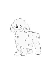 白いトイプードルの手描きイラスト