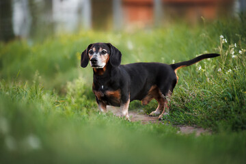 old dachshund dog standing on grass outdoors in summer