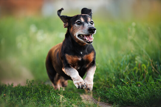 happy old dachshund dog running through grass in summer