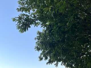tree branches against sky