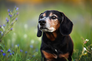 beautiful old dachshund dog portrait outdoors on a meadow