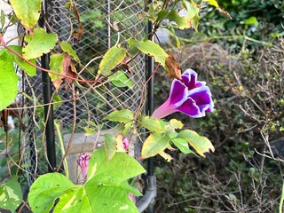 flowers in the garden