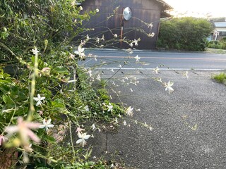 white flower in japan