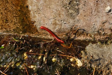Red millipede or Trigoniulus corallinus is walking on a damp cement wall.