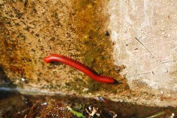 Red millipede or Trigoniulus corallinus is walking on a damp cement wall.