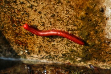 Red millipede or Trigoniulus corallinus is walking on a damp cement wall.