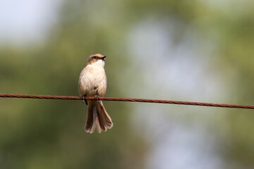 female grey bush chat or Saxicola ferreus in Binsar, Uttarakhand, India