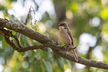 female grey bush chat or Saxicola ferreus in Binsar, Uttarakhand, India