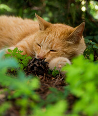 cat relaxing in the nature
