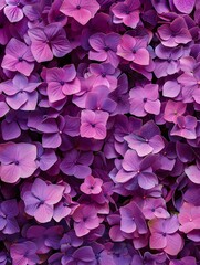 Fototapeta premium A background featuring vibrant purple hydrangeas, perfect for adding a touch of elegance and charm to any design or project