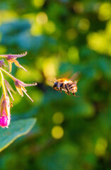 bumblebee flying towards a flower