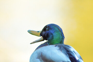 Vibrant duck with colorful feathers against golden backdrop.