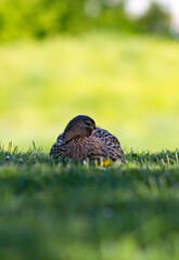 female duck sitting in a grass next to a river