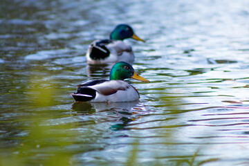 ducks swiming in the water