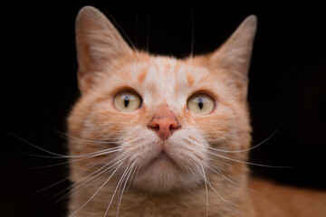 cat looking into the distance