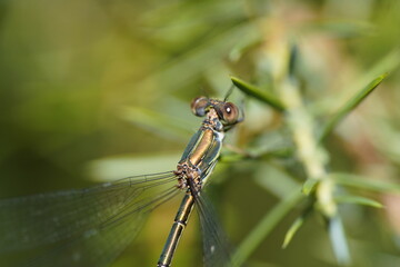 .
Darter (Lestes sponsa) Libellulidae family. Hannover Berggarten, Germany.
