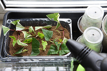 Shrubs or bushes branches propagation in box with sand with spraying. Free garden plants DIY how to propagate garden plants from cuttings