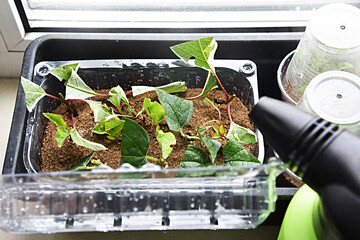 Shrubs or bushes branches propagation in box with sand with spraying. Free garden plants DIY how to propagate garden plants from cuttings