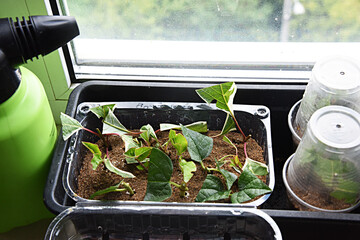 Shrubs or bushes branches propagation in box with sand with spraying. Free garden plants DIY how to propagate garden plants from cuttings