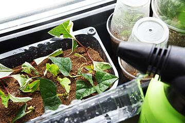 Shrubs or bushes branches propagation in box with sand with spraying. Free garden plants DIY how to propagate garden plants from cuttings