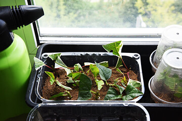 Shrubs or bushes branches propagation in box with sand with spraying. Free garden plants DIY how to propagate garden plants from cuttings