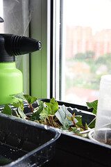 Shrubs or bushes branches propagation in box with sand with spraying. Free garden plants DIY how to propagate garden plants from cuttings