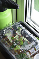 Shrubs or bushes branches propagation in box with sand with spraying. Free garden plants DIY how to propagate garden plants from cuttings