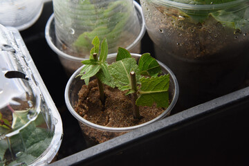 Shrubs or bushes branches propagation in box with sand with spraying. Free garden plants DIY how to propagate garden plants from cuttings