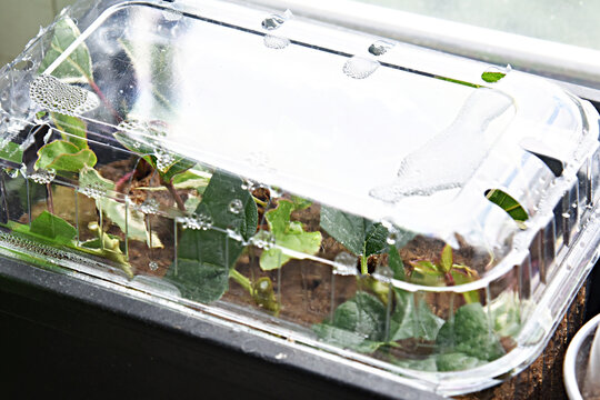 Shrubs or bushes branches propagation in box with sand with spraying. Free garden plants DIY how to propagate garden plants from cuttings