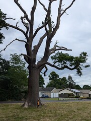 Old tree england street 