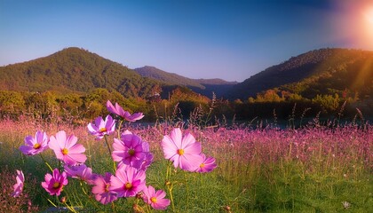 Fototapeta premium flowers in the mountains, flower, flowers, nature, landscape, mountain, spring, 
