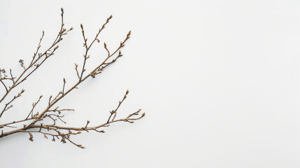 close up isolated image of a small tree twig over a white neutral background, copy space