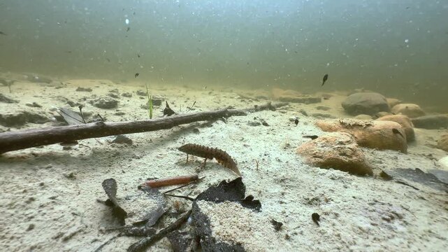 Male smooth newt (Lissotriton vulgaris) on muddy pond bottom. Estonia.