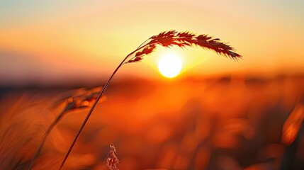 A stalk of a single dry blade of grass close up in the evening sunset