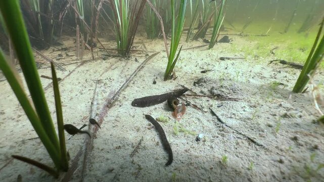 Horse leeches (Haemopis sanguisuga) at the bottom of shallow pond. Underwater footage in the wild. Estonia.
