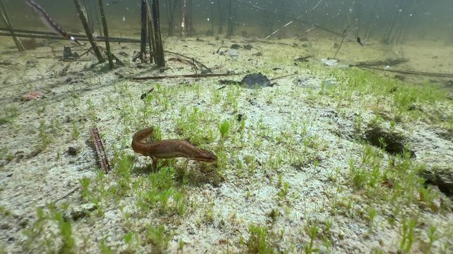Female smooth newt (Lissotriton vulgaris) on the bottom of shallow pond at noon. Estonia.